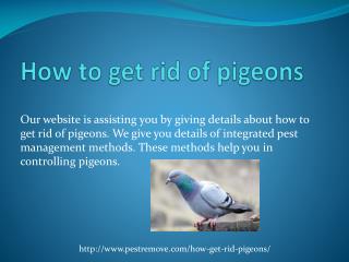 HOW TO GET RID OF PIGEONS