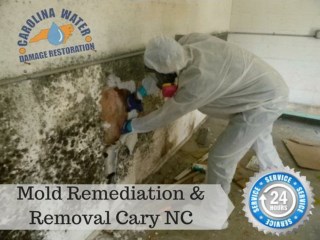 Mold Remediation & Removal Garner NC