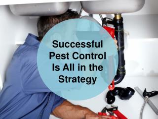 Best Strategy for the Bed Bugs Control Sydney