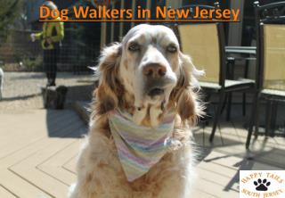 Dog Walkers in New Jersey
