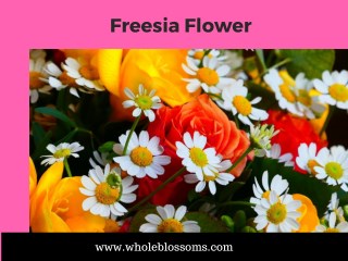 Decor your Wedding Destination using Fressia Flower