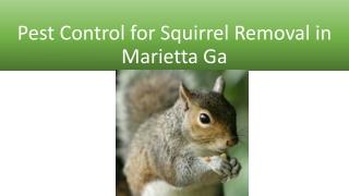 Pest Control For Squirrel Removal in Marietta Ga