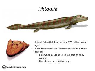 tiktaalik plush