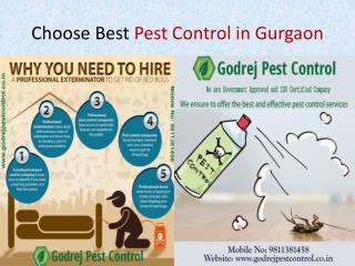 Choose the Best Pest Control in Gurgaon