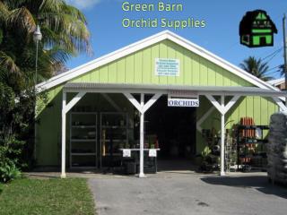 Best Online Orchid Nursery in Florida
