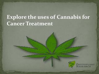 Explore the uses of Cannabis for Cancer Treatment