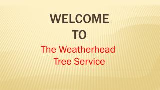 Get The First Class Tree Services in Oakville