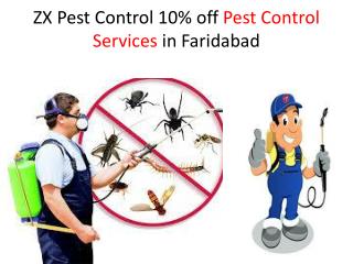ZX Pest Control 10% off Pest Control Services in Faridabad