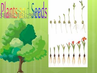 Plants and Seeds