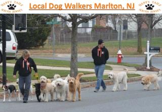 Local Dog Walkers Marlton NJ