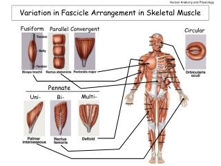 Variation in Fascicle Arrangement in Skeletal Muscle