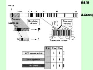 Adapted from Lesch &amp; Mossner, Biol Psychiatry 44 1998