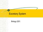 Excretory System