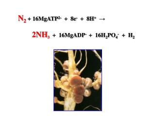 N 2 + 16MgATP 2- + 8e - + 8H + → 2NH 3 + 16MgADP - + 16H 2 PO 4 - + H 2