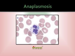 Anaplasmosis