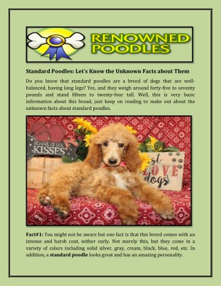 Standard Poodles: Letâ€™s Know the Unknown Facts about Them