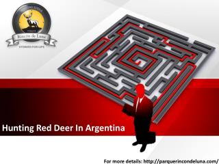 Hunting Red Deer In Argentina