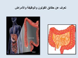 ØªØ¹Ø±Ù Ø¹Ù† Ø­Ù‚Ø§Ø¦Ù‚ Ø§Ù„Ù‚ÙˆÙ„ÙˆÙ† ÙˆØ§Ù„ÙˆØ¸ÙŠÙØ© ÙˆØ§Ù„Ø£Ù…Ø±Ø§Ø¶
