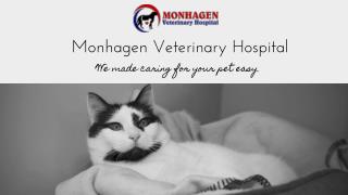 Best Animal Hospital in Middletown