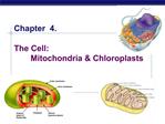 Chapter 4. The Cell: Mitochondria Chloroplasts