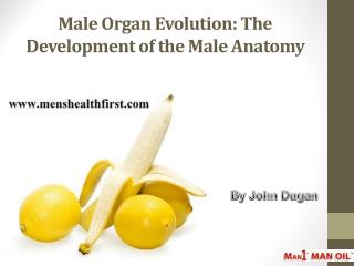 Male Organ Evolution: The Development of the Male Anatomy