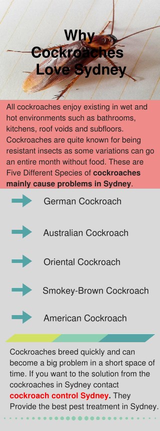 Why Cockroaches Love Sydney