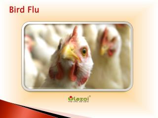 Bird Flu