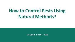 Best Pest Control in Dubai | Golden Leaf