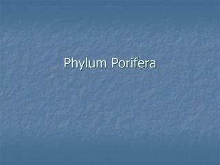 Phylum Porifera