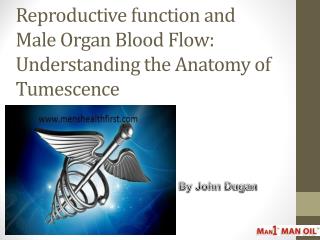 Reproductive function and Male Organ Blood Flow: Understanding the Anatomy of Tumescence