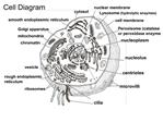 Cell Diagram