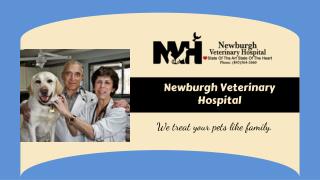 Newburgh Animal Hospital: Veterinary Health Care