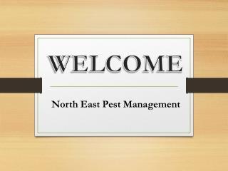 Get the best Pest Control in Launceston