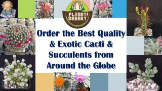 Best Quality Cacti and Succulents from Around the Globe