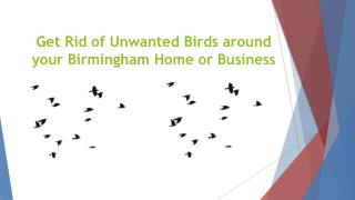 Get Rid of Unwanted Birds around your Birmingham Home or Business