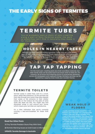 The Early Signs of Termites