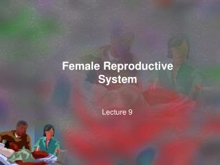 Female Reproductive System