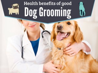 Health Benefits of Good Dog Grooming Services