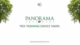 Quality Tree Trimming Service Tampa - Panorama Tree Service