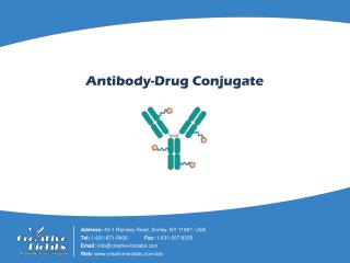 A Brief Introduction of Antibody-Drug Conjugate - Creative Biolabs
