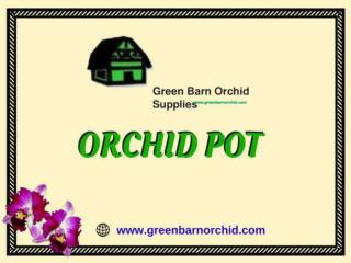 Orchid Pot at best price in Florida-Green Barn Orchid Supplies