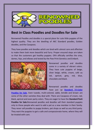 Best in Class Poodles and Doodles for Sale