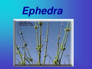 Ephedra