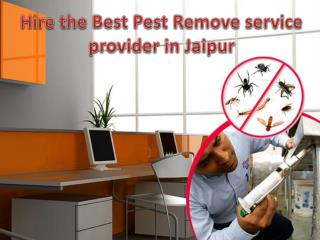 Hire the Best Pest Remove service provider in Jaipur