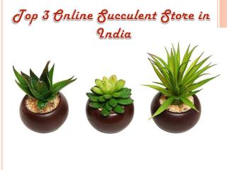Top 3 Online Succulent Store in India
