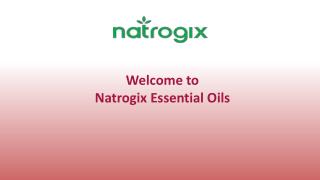 Rosemary essential oils | Natrogix