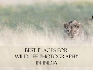 Best Places For Wildlife Photography In India