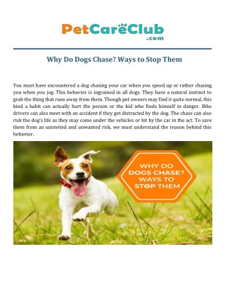 Why Do Dogs Chase? Ways to Stop Them