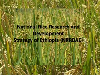 National Rice Research and Development Strategy of Ethiopia (NRRDAE )
