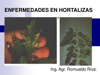 ENFERMEDADES EN HORTALIZAS